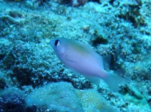 ＃イワサキスズメダイ