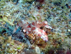 ＃フリソデエビ