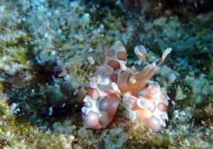 ＃フリソデエビ