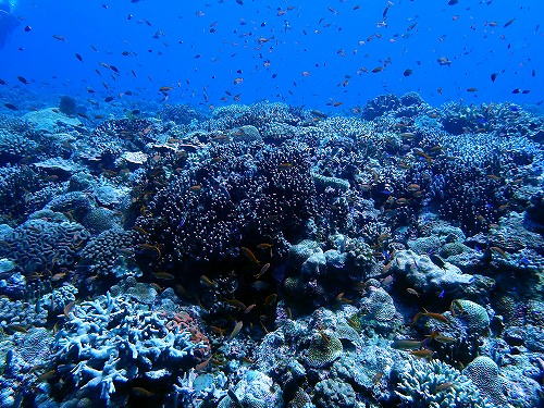 沖縄那覇・慶良間ダイビング　那覇シーマリン