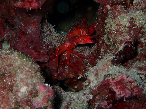 沖縄那覇・慶良間ダイビング　那覇シーマリン