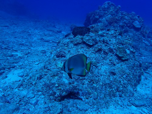 沖縄那覇・慶良間ダイビング　那覇シーマリン