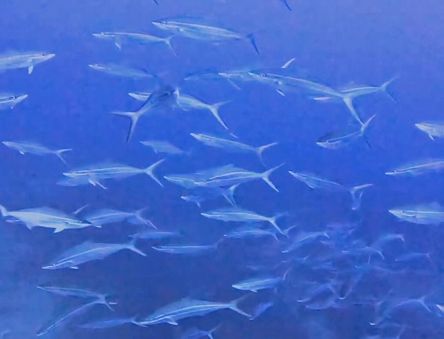 沖縄那覇・慶良間ダイビング　那覇シーマリン