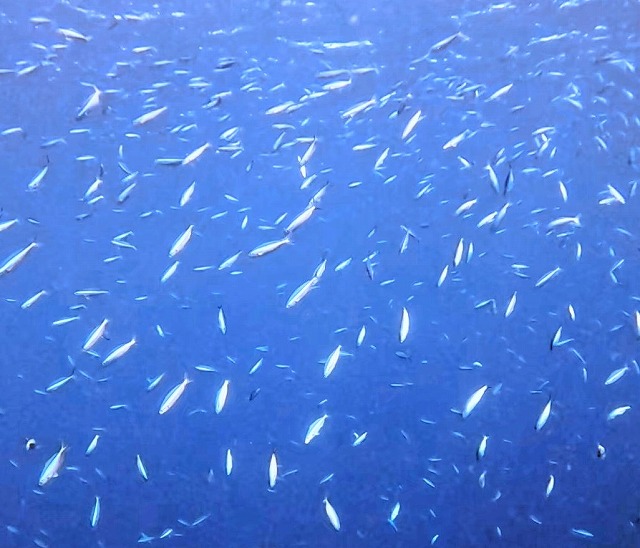 沖縄那覇・慶良間ダイビング　那覇シーマリン