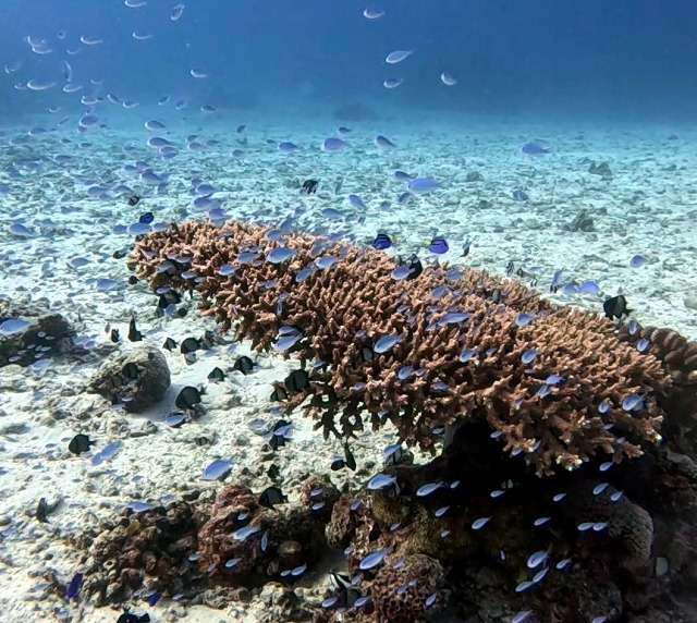 沖縄那覇・慶良間ダイビング　那覇シーマリン