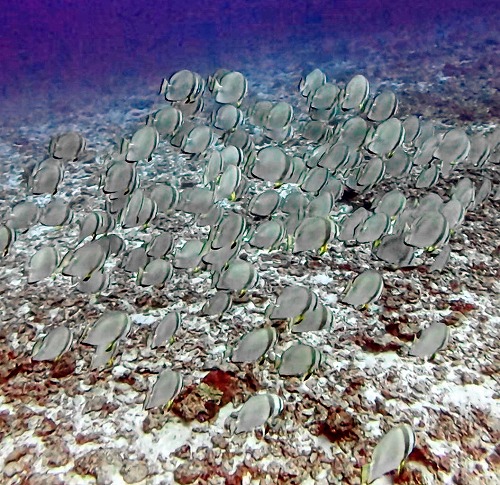 沖縄那覇・慶良間ダイビング　那覇シーマリン