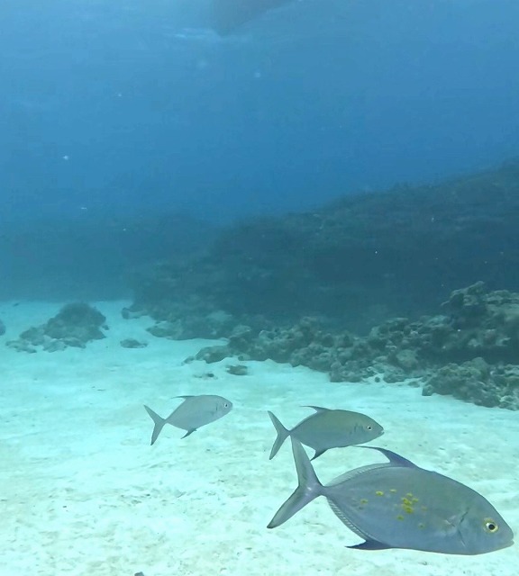 沖縄那覇・慶良間ダイビング　那覇シーマリン