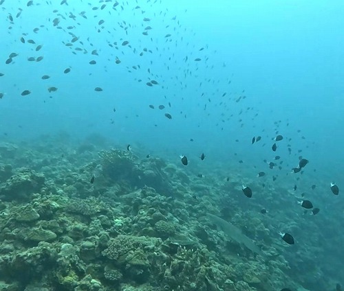 沖縄那覇・慶良間ダイビング　那覇シーマリン