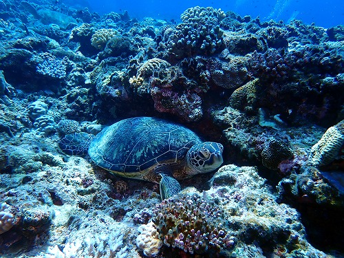 沖縄那覇・慶良間ダイビング　那覇シーマリン