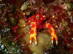 ＃アナモリチュウコシオリエビ