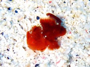 ＃カエルアンコウ