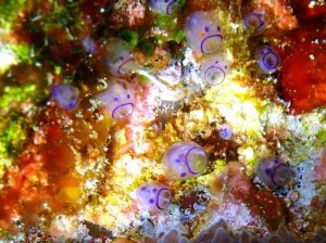 ＃カールおじさんホヤ