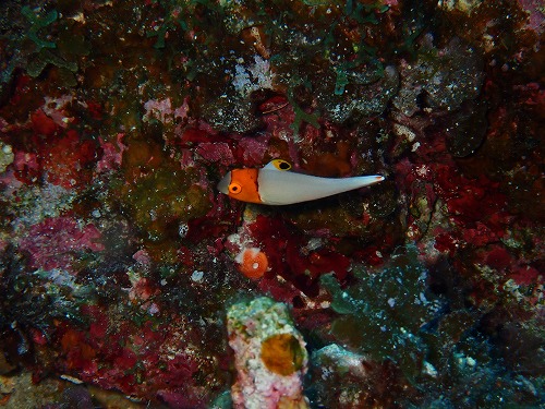 沖縄那覇・慶良間ダイビング　那覇シーマリン