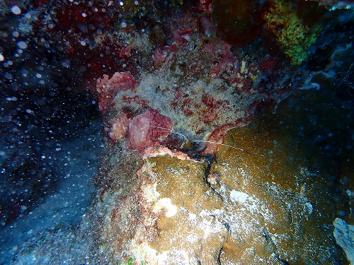 沖縄那覇・慶良間ダイビング　那覇シーマリン