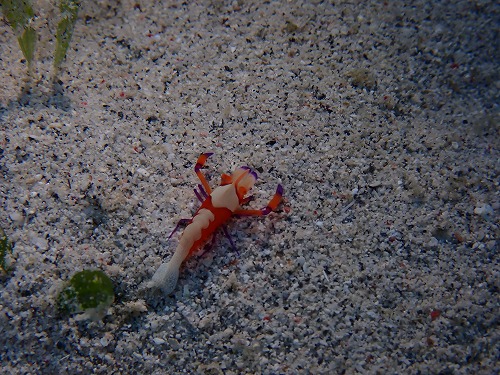 沖縄那覇・慶良間ダイビング　那覇シーマリン