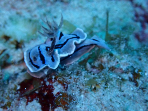 沖縄那覇・慶良間ダイビング　那覇シーマリン