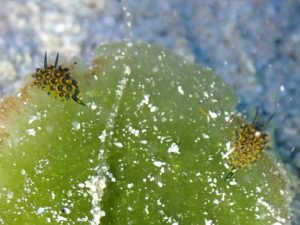 #ミナミアオモウミウシ