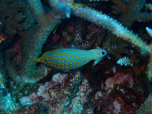 沖縄那覇・慶良間ダイビング　那覇シーマリン