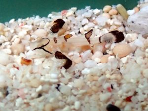 ＃セキレイハゼ