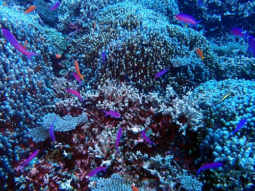 沖縄那覇・慶良間ダイビング　那覇シーマリン