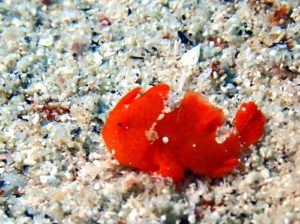 ＃カエルアンコウ