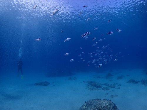 沖縄那覇・慶良間ダイビング　那覇シーマリン