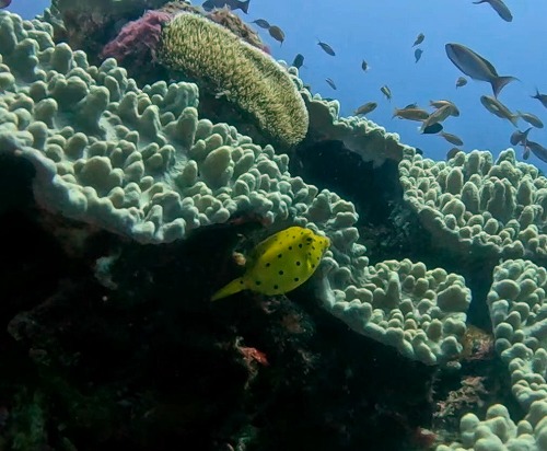 沖縄那覇・慶良間ダイビング　那覇シーマリン