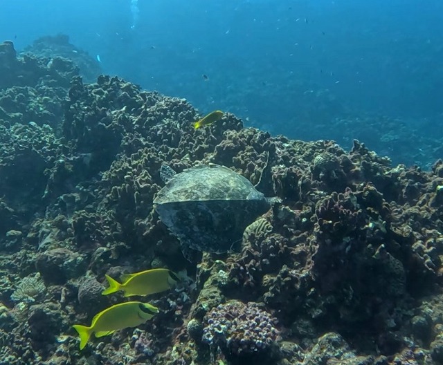 沖縄那覇・慶良間ダイビング　那覇シーマリン