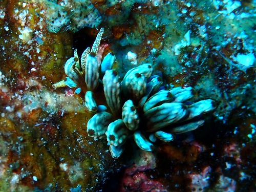 沖縄那覇・慶良間ダイビング　那覇シーマリン