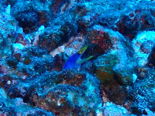 沖縄那覇・慶良間ダイビング　那覇シーマリン