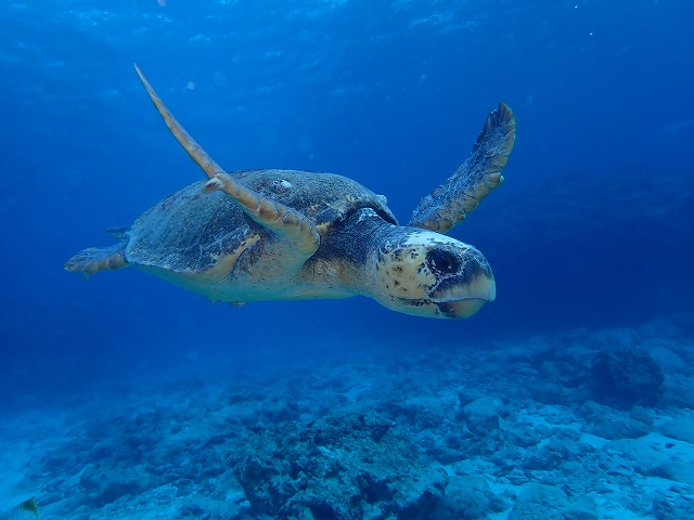 沖縄那覇・慶良間ダイビング　那覇シーマリン