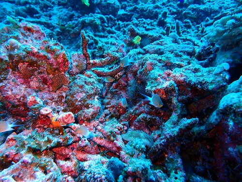 マルスズメダイ