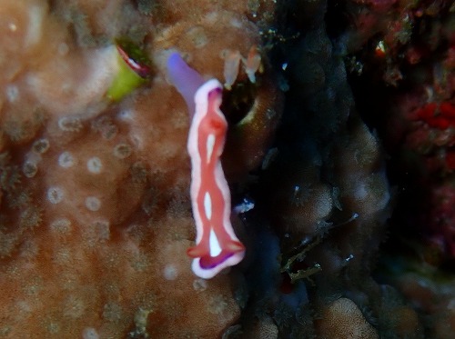 沖縄那覇・慶良間ダイビング　那覇シーマリン