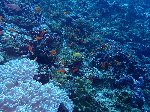 沖縄那覇・慶良間ダイビング　那覇シーマリン