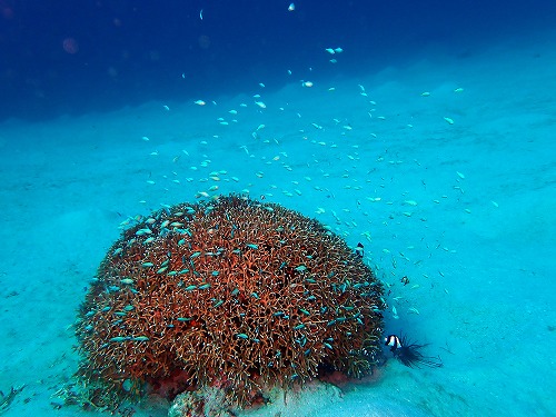 沖縄那覇・慶良間ダイビング　那覇シーマリン