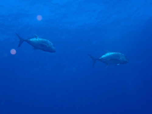 沖縄那覇・慶良間ダイビング　那覇シーマリン