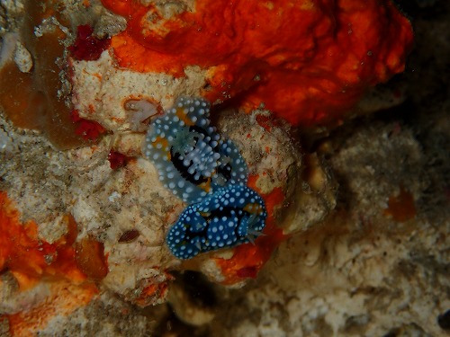 沖縄那覇・慶良間ダイビング　那覇シーマリン