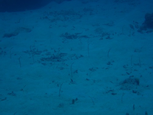 沖縄那覇・慶良間ダイビング　那覇シーマリン