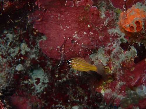 沖縄那覇・慶良間ダイビング　那覇シーマリン