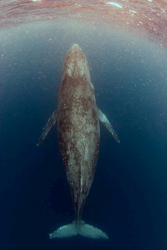 沖縄那覇・慶良間ダイビング　那覇シーマリン