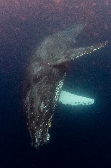 沖縄那覇・慶良間ダイビング　那覇シーマリン