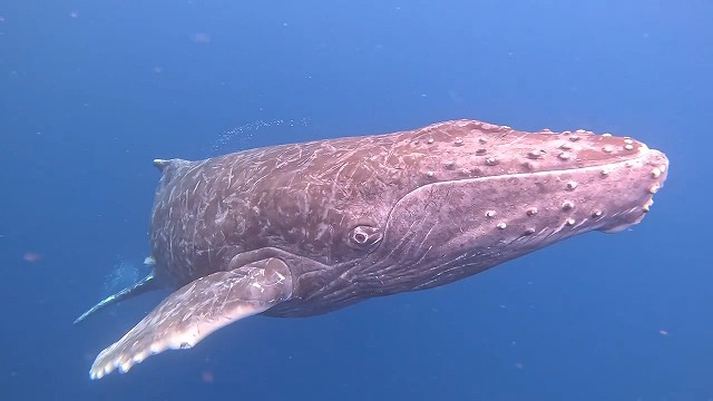 沖縄那覇・慶良間ダイビング　那覇シーマリン