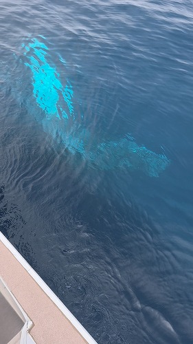 沖縄那覇・慶良間ダイビング　那覇シーマリン