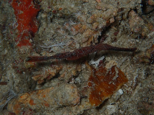 沖縄那覇・慶良間ダイビング　那覇シーマリン