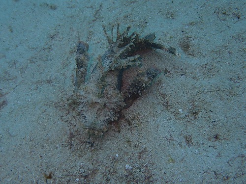 沖縄那覇・慶良間ダイビング　那覇シーマリン