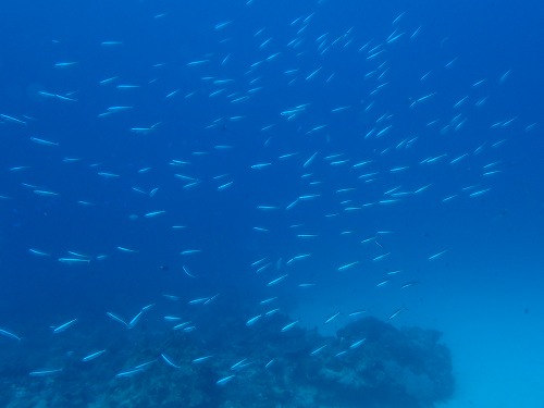 沖縄那覇・慶良間ダイビング　那覇シーマリン