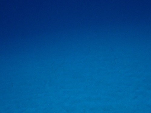 沖縄那覇・慶良間ダイビング　那覇シーマリン