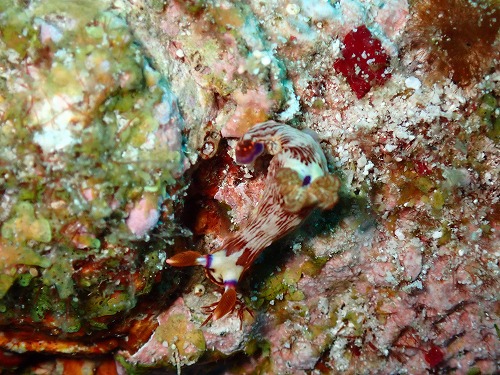 沖縄那覇・慶良間ダイビング　那覇シーマリン