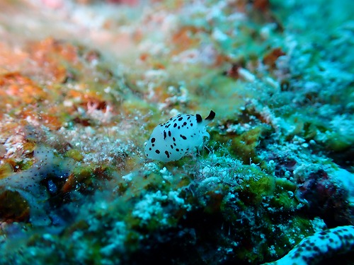 沖縄那覇・慶良間ダイビング　那覇シーマリン