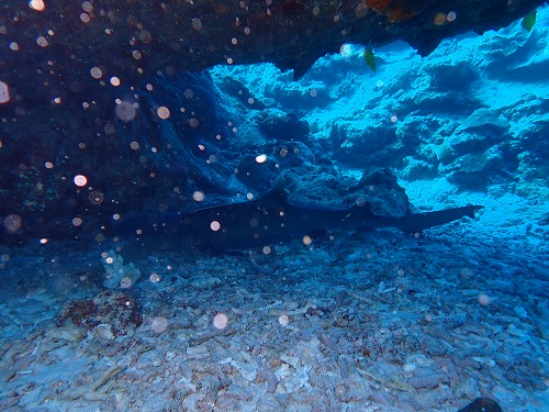 沖縄那覇・慶良間ダイビング　那覇シーマリン